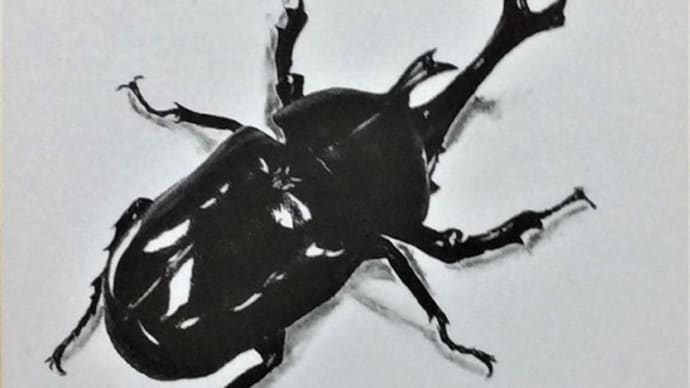 リアル切り絵 「カブト虫」 はがきサイズ