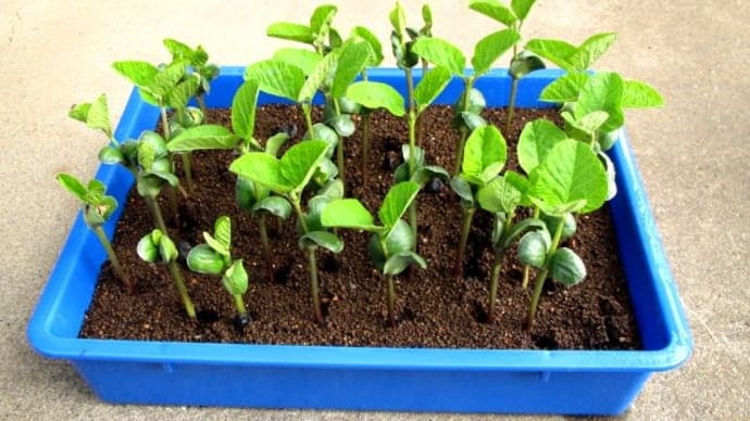 黒大豆の摘芯断根栽培