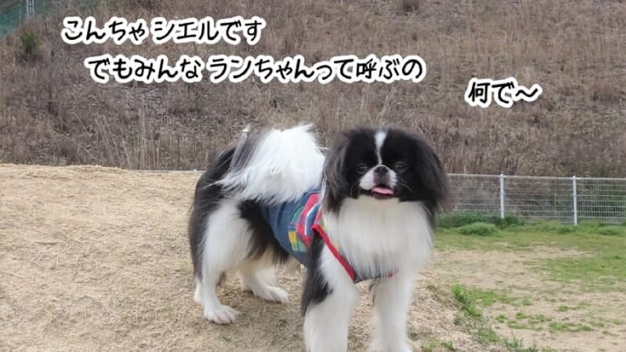 シエルちゃん 登場