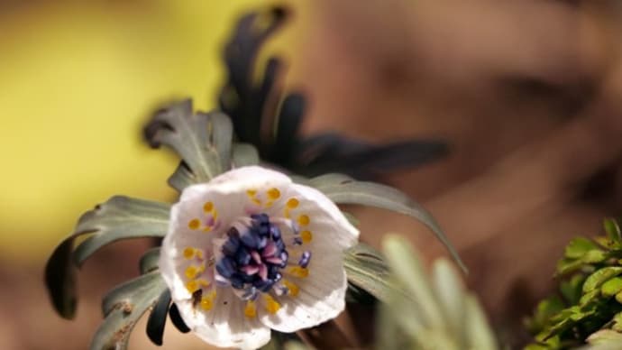 節分草の花(下)