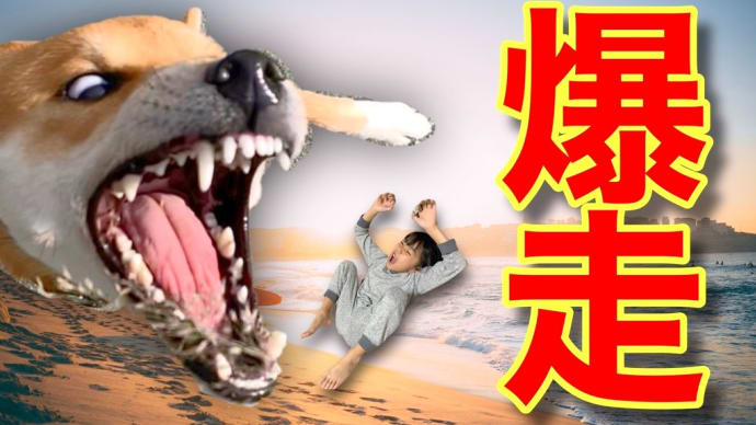 秋の砂浜を爆走する柴犬こむぎ 【休日diary】