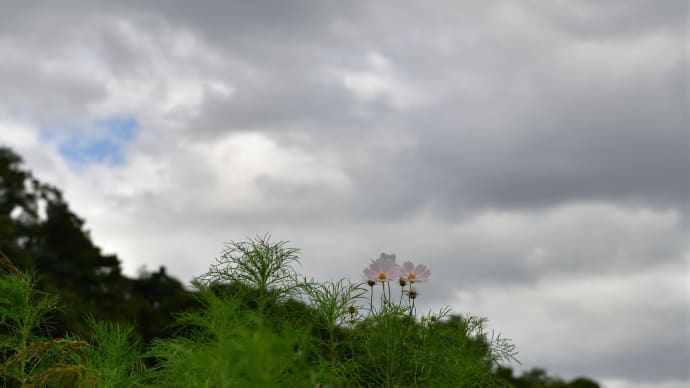 ◆八田堰の秋桜はまだ疎ら(茂原市)