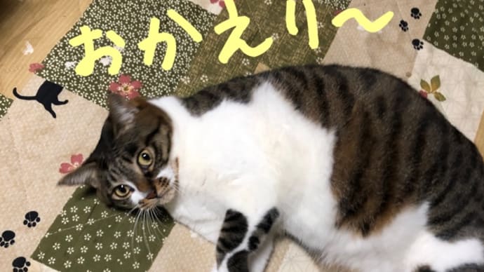 バタバタ日曜日