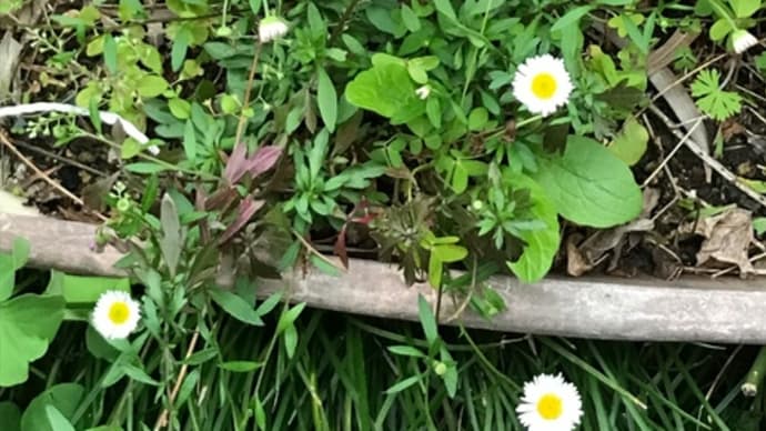 庭の花 【 野菊 】