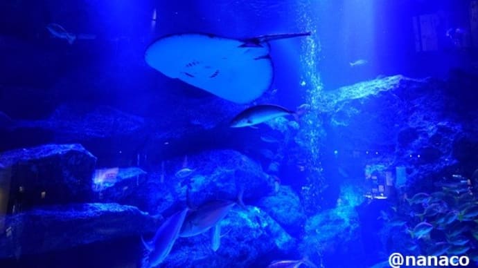 東京サ行くだッ!第1巻〔すみだ水族館 篇〕