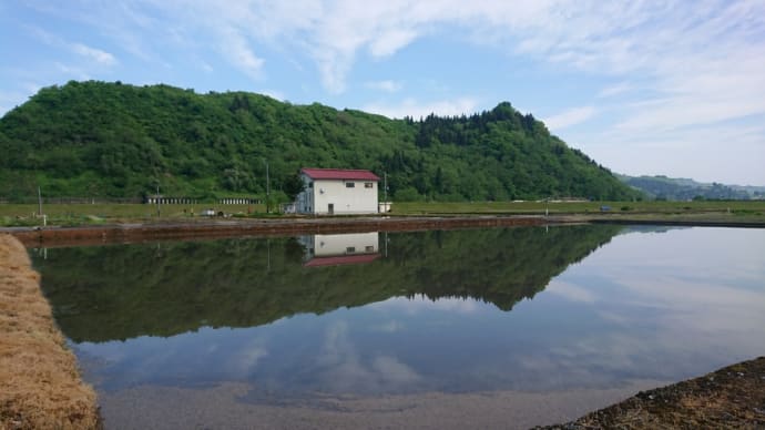 シャンプー後の散歩