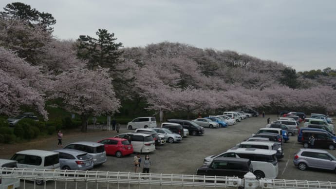 竜王山に桜を見に行ってきました