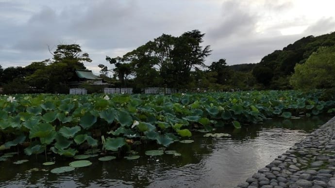 #8711 八幡さんの源氏池では
