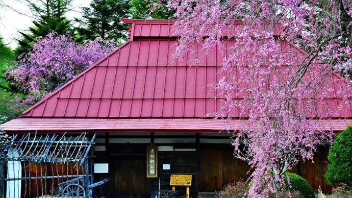 原村郷土館の枝垂れ桜
