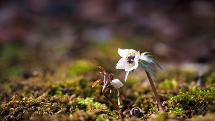節分草の花