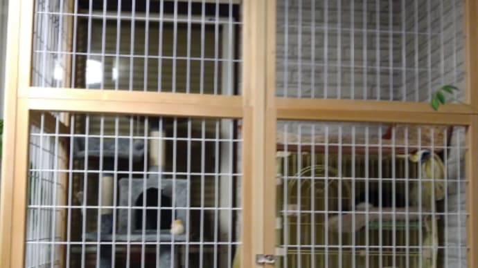 外猫はっちをお家猫に(完)