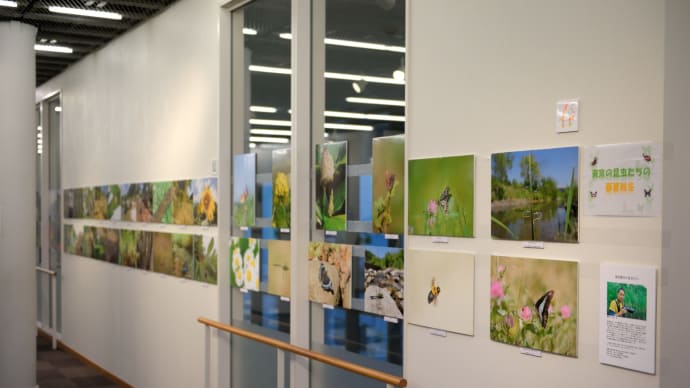 昆虫展のお知らせ