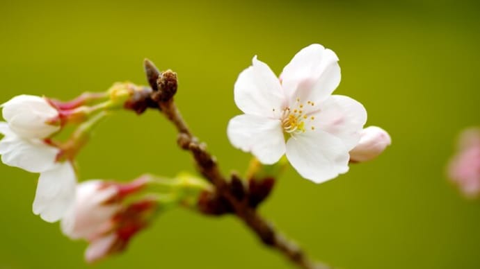 2023年の桜