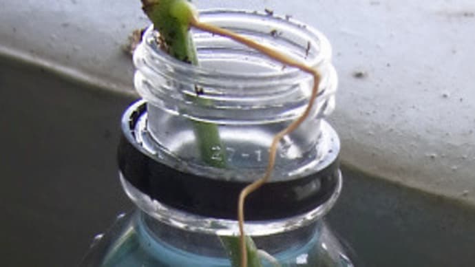7/13 切ってしまったゴーヤの蔓から根が出たので植え付け