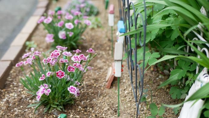 17日の庭<ご長寿な花ハルオコシ>
