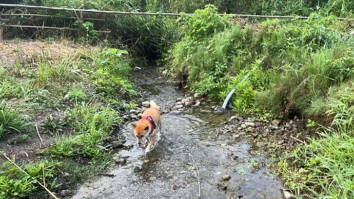 「暑いんだもん」川に進んで入っていく柴犬ひのき