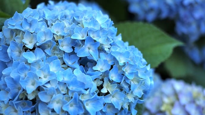 ★爽やかな紫陽花　2023