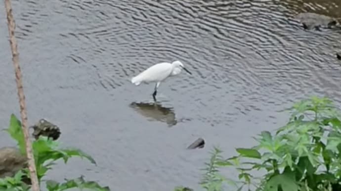 朝から野鳥に会えるのは