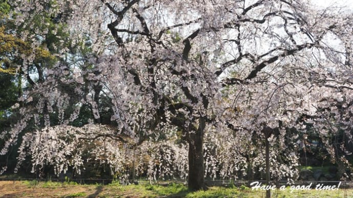 満開の桜を追いかけて 2024 vol.2 (京都御苑 近衛邸跡)