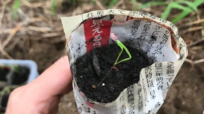 人参の移植栽培②
