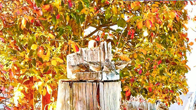 我が猫額庭園の特等席を占める、紅葉・黄葉のサラサドウダンのそばで餌を食むスズメたち