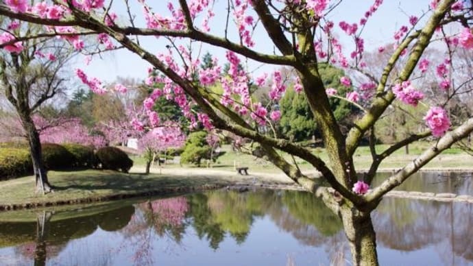 2023年 3月15日(水)の古河市「古河総合公園」(4)