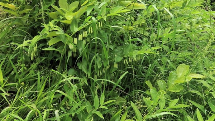 立花山の花
