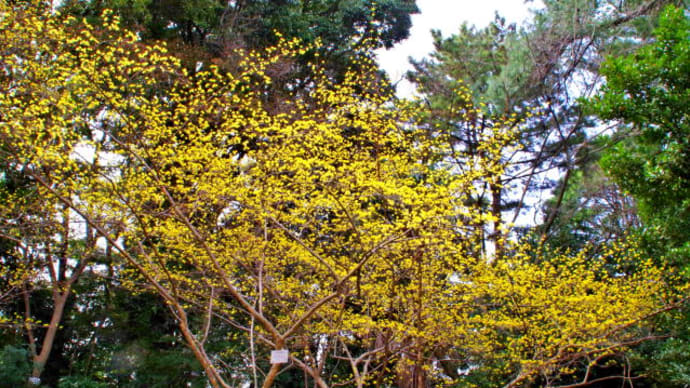 黄色の花咲く花木
