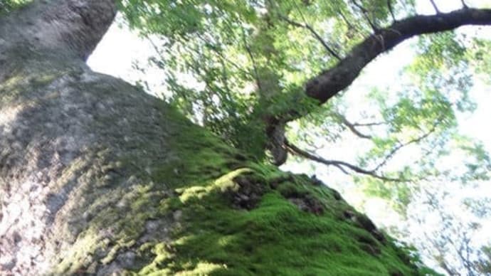 大木のイメージで混乱の時代を生き抜く (リモート時代と縄文と私 3/10)