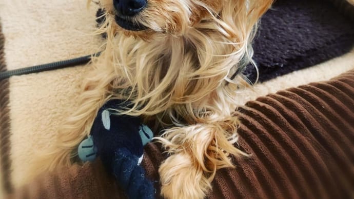 犬の気持ち。