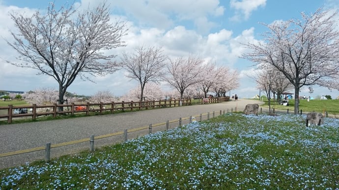 大和ゆとりの森と引地川千本桜