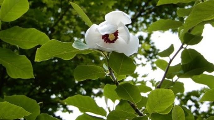 六甲高山植物園ぶらぶら歩き。・・・1 ヒマラヤの青いケシ
