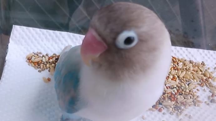 メルモの通院。