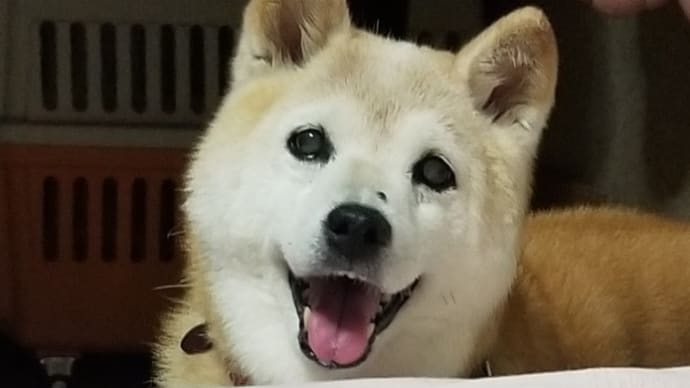 兄ちゃんとお留守番の日