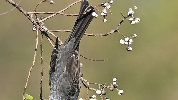 ナンキンハゼに野鳥
