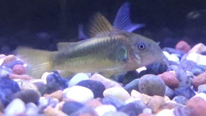 今週の入荷魚 6月7日