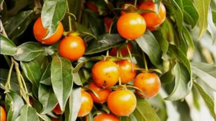 シセントキワガキ（四川常盤柿）　橙色に熟した小さな柿