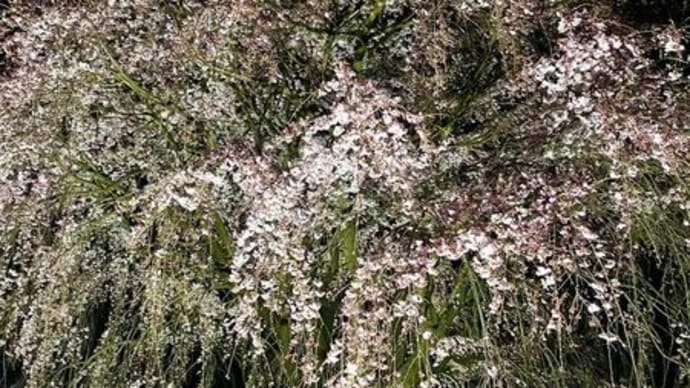 幻想的な夜桜