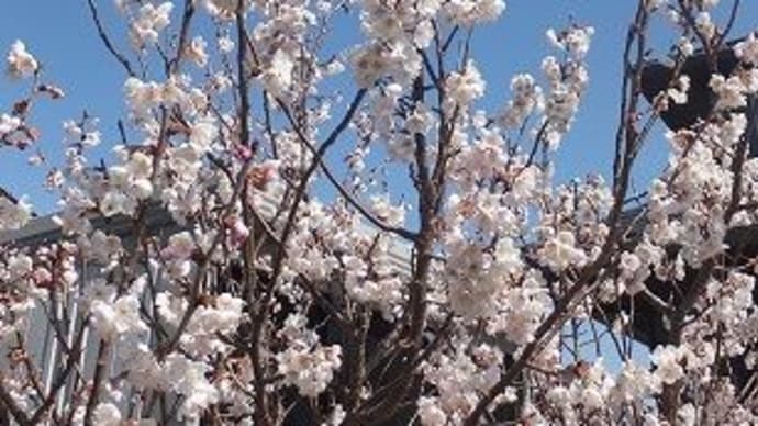 ３８７、春、桜の咲く季節。　春、一枚板テーブルフェアー開催中。　一枚板と木の家具の専門店エムズファニチャーです。