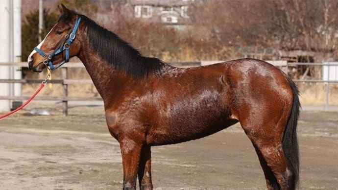 2025/2026年2歳募集馬、パーフェクトスノーが満口に!(^^;)