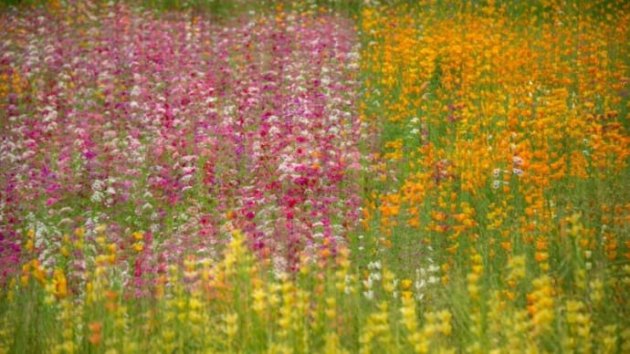 お花畑