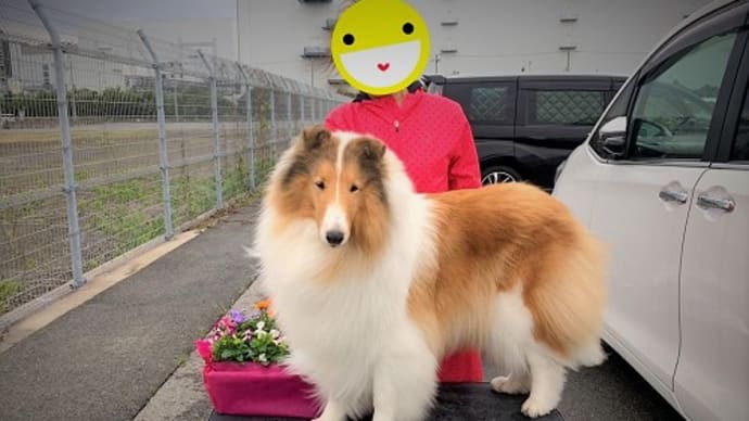 おめでとうがいっぱい