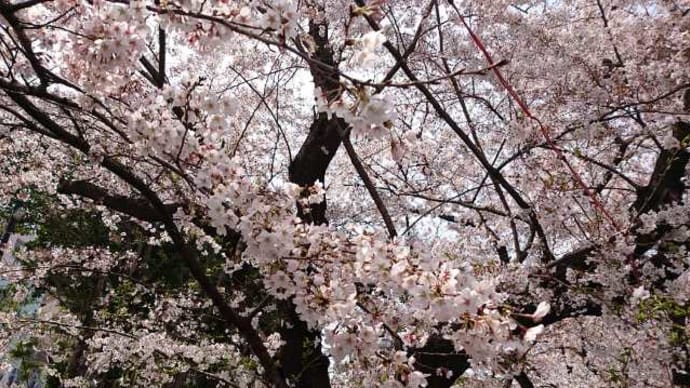 サクラ🌸 も 終わりのお散歩