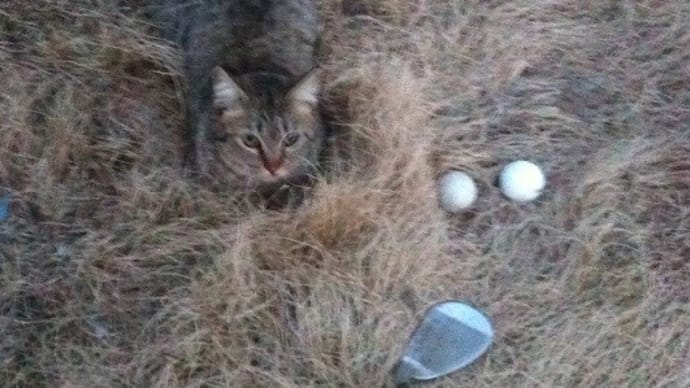 平日 GOLF