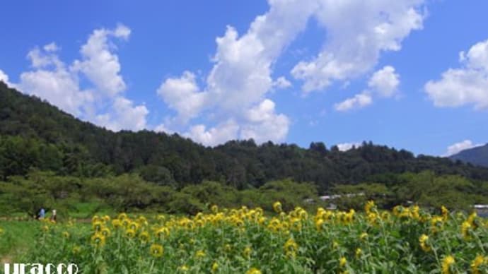 ひまわり柚遊農園(1)