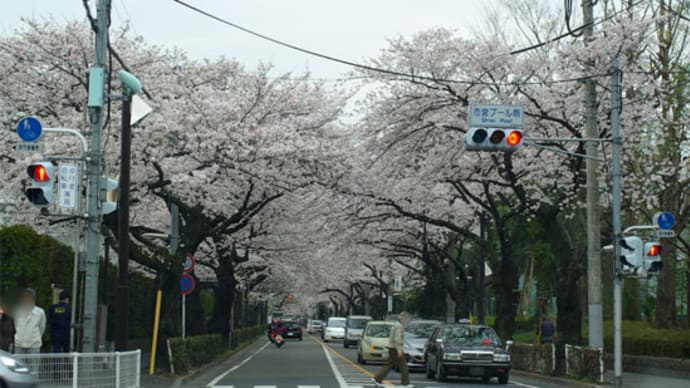 神代植物公園 夜桜
