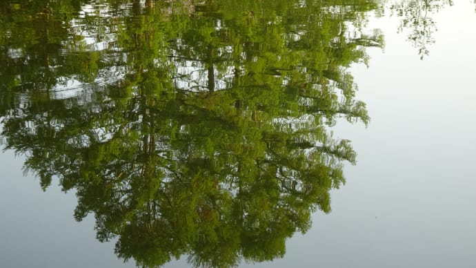 水鏡散歩・八郎沼公園