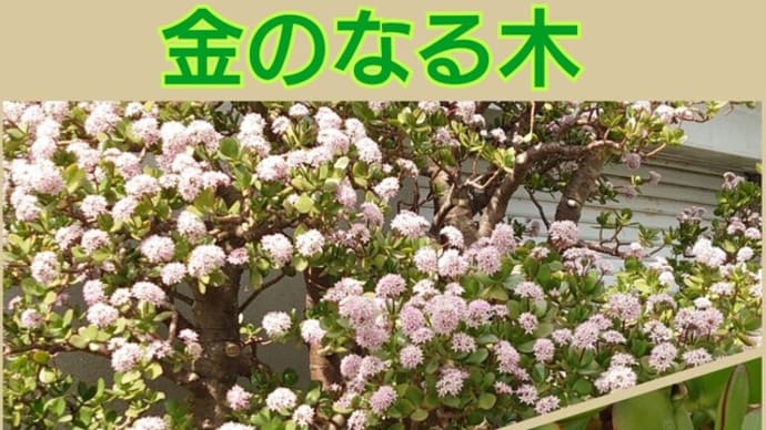 4/20(土)〜淡路➃-6北淡震災記念公園〜🎵ムーンライト・セレナーデ