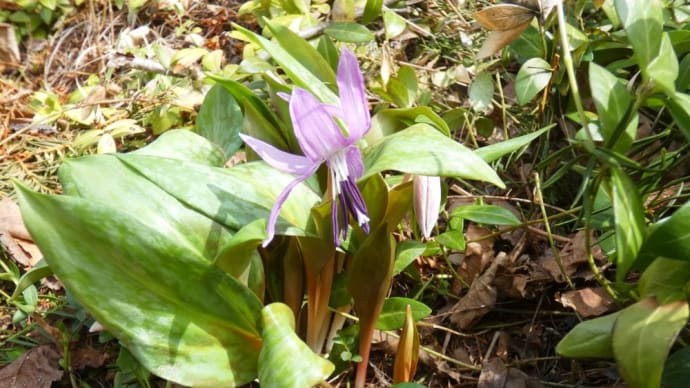 庭の花