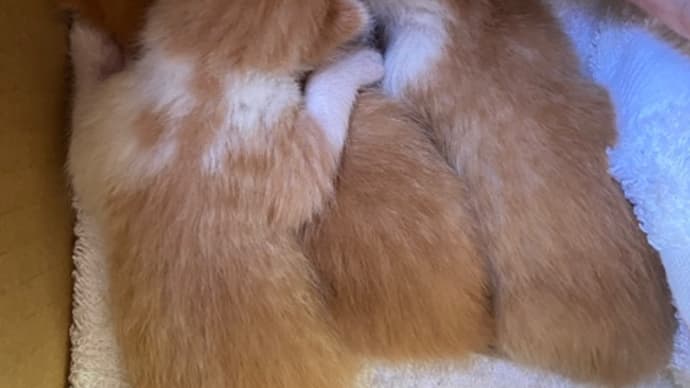ちいちゃん!それは早すぎるがな~!!